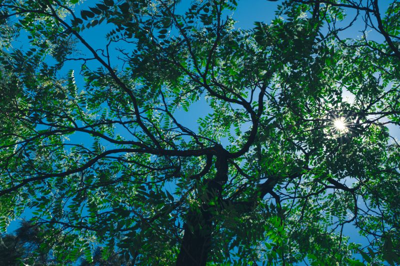 Canopy Pruning in Pottstown, PA