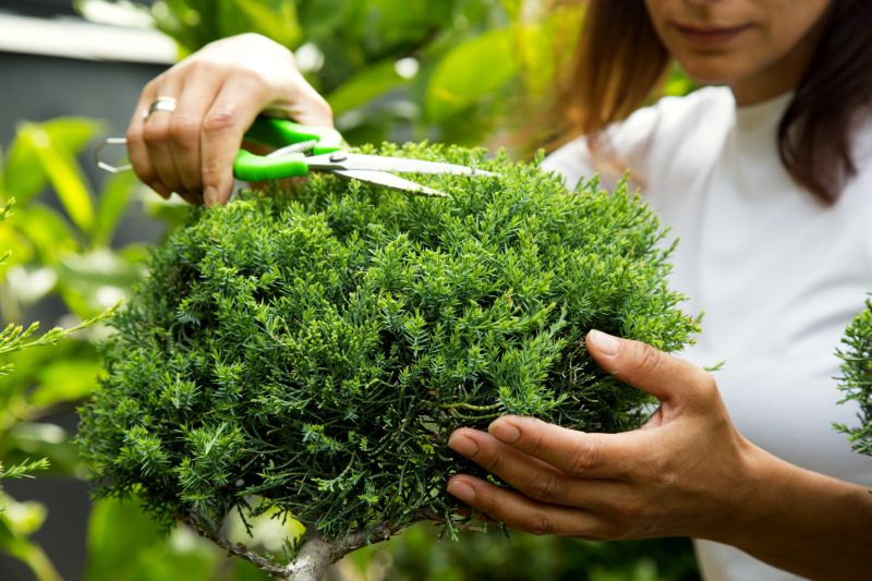 Juniper Pruning in Rockwall, TX