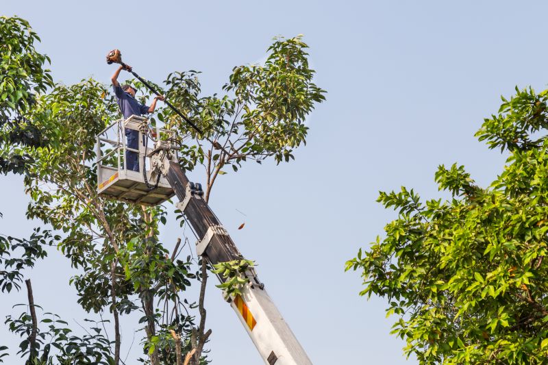 Local Tree Topping Service pros at work