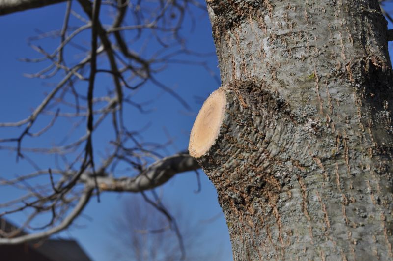 Apple Tree Pruning in Aiken, SC