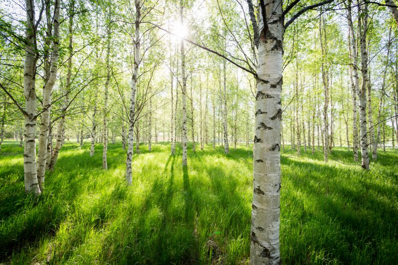 Birch Tree Pruning in Aiken, SC