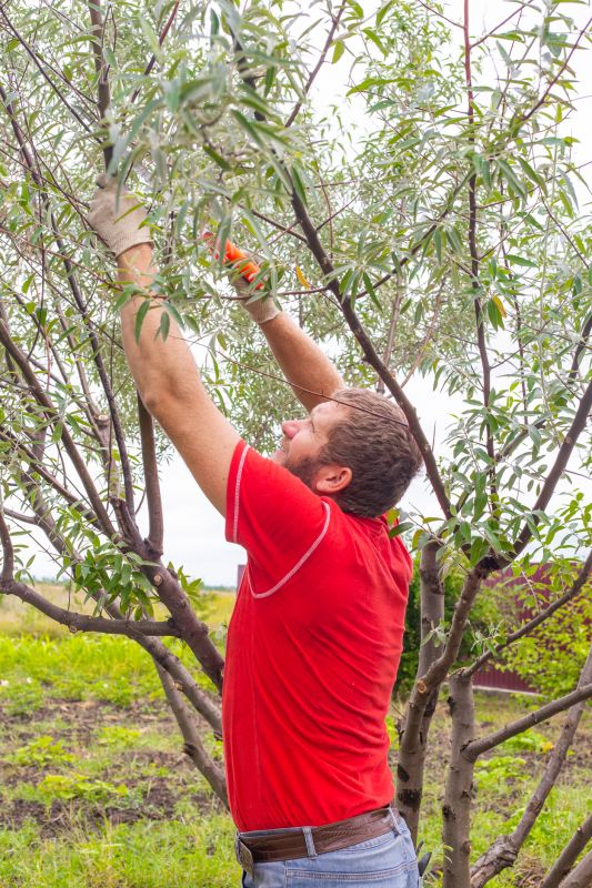 Branches Pruning in Pottstown, PA
