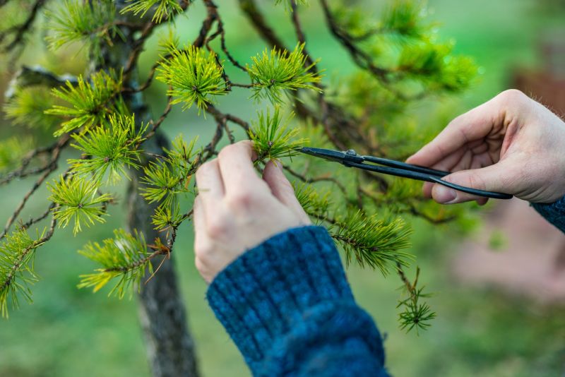 Cedar Tree Pruning in San Jose, CA