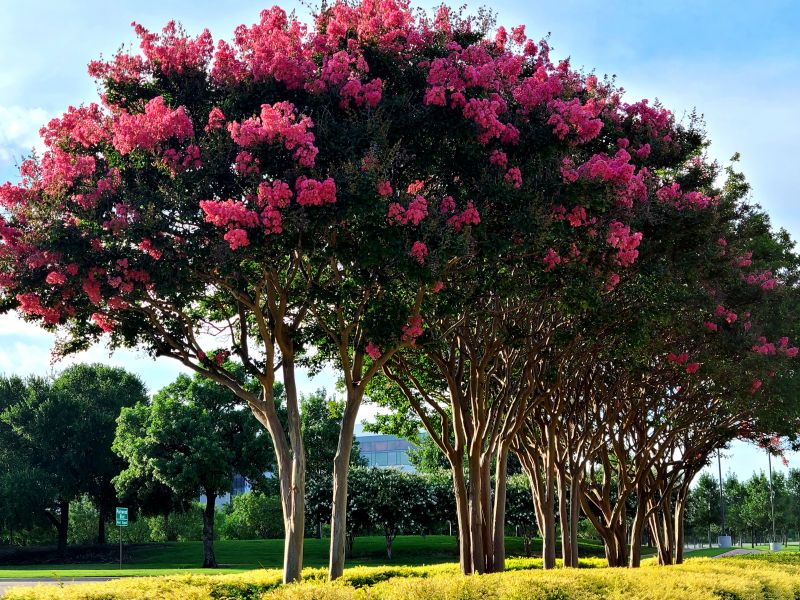 Crape Myrtle Pruning in Rockwall, TX