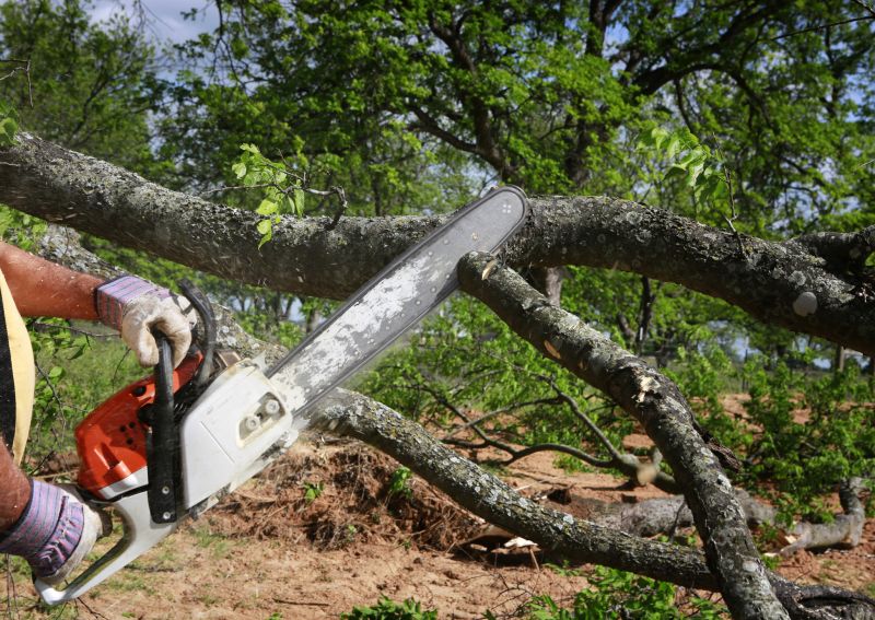 Cypress Tree Removal in Pottstown, PA