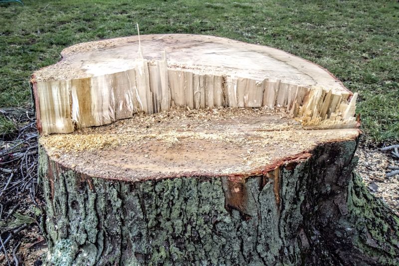 Dead Tree Removal in Allentown, PA