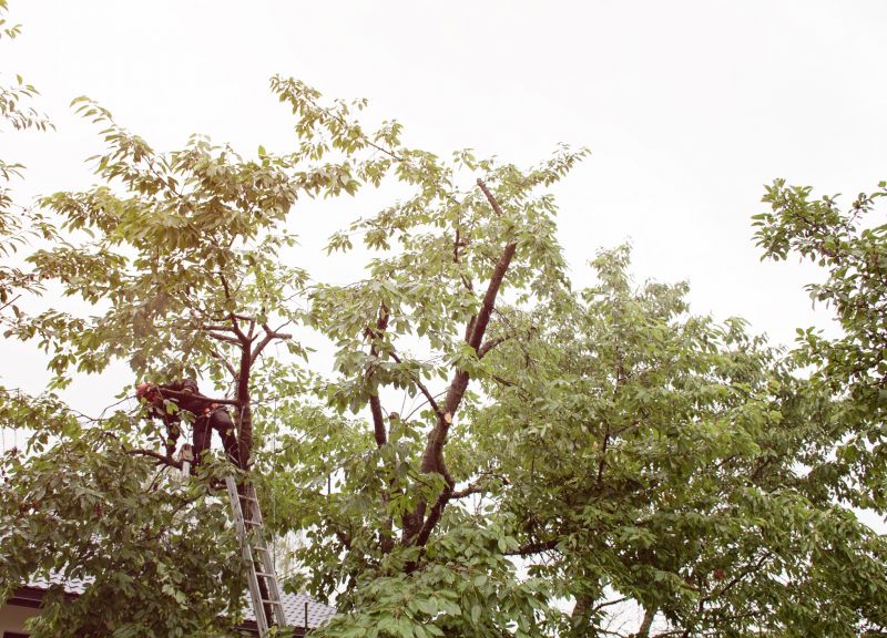 Tree Topping Service detail