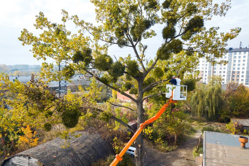 Tree Topping Service detail
