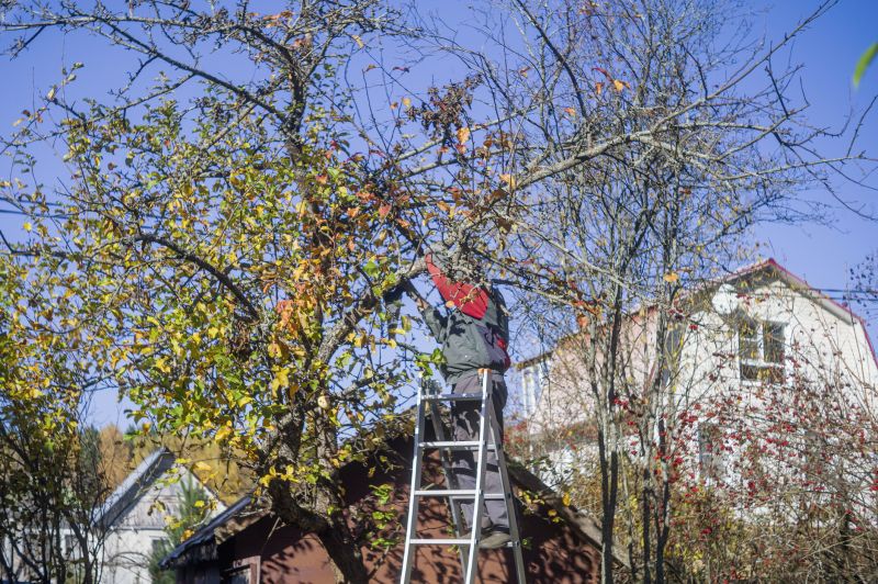 Tree Topping Service detail