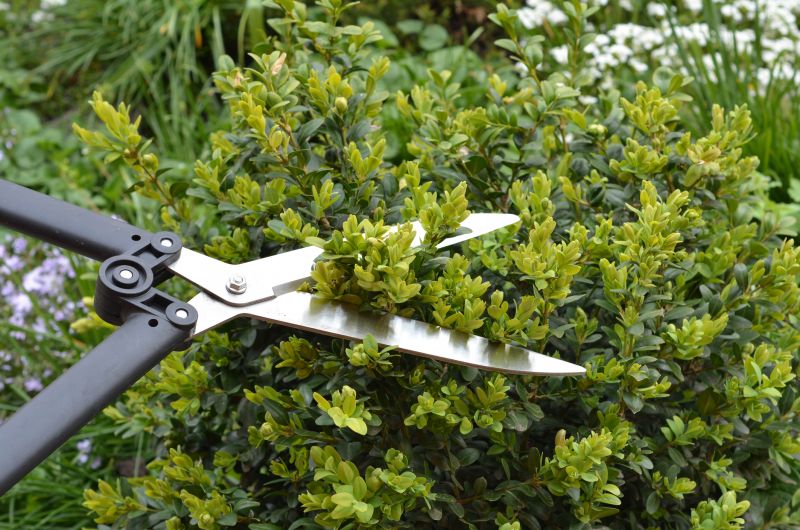 Holly Bushes Trimming in Rockwall, TX