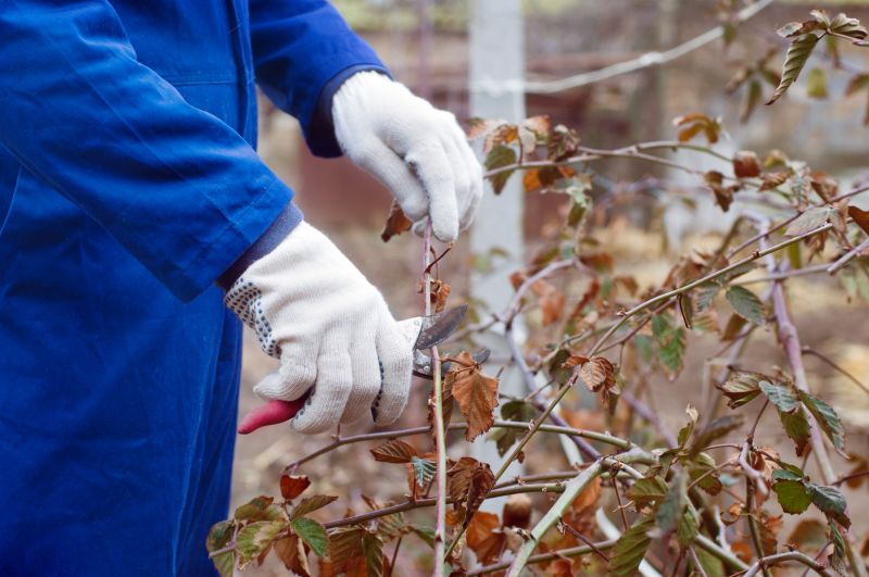 Hydrangea Pruning in Honolulu, HI