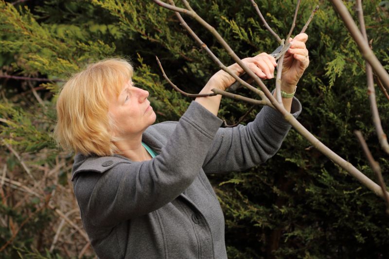 Limb Pruning in Reno, NV