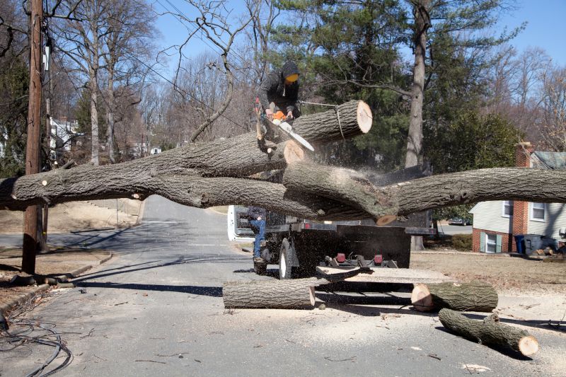 Maple Tree Removal in Reno, NV