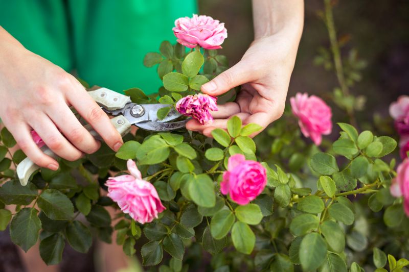 Rhododendron Pruning in Honolulu, HI