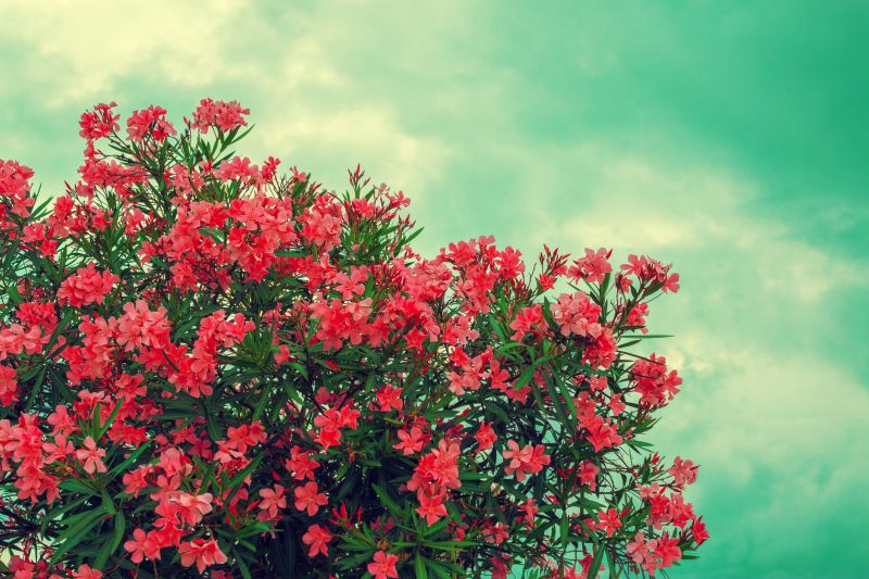 Rhododendron Pruning in Ventura County, CA