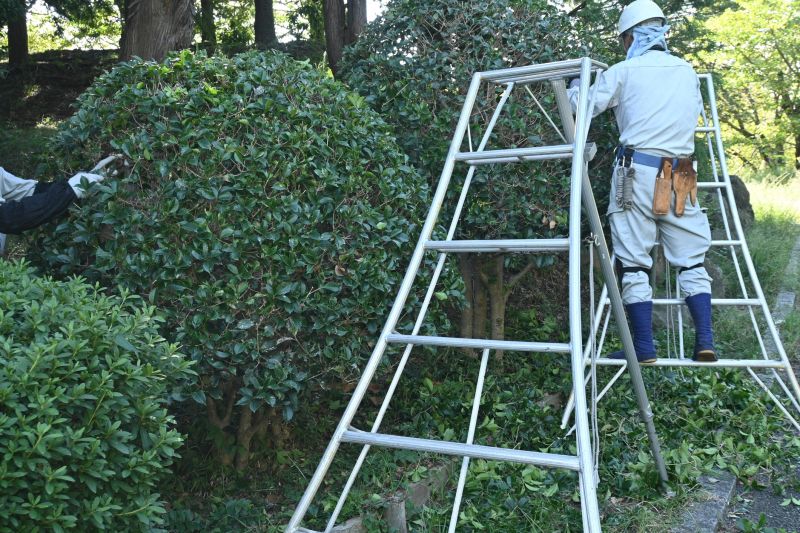 Shrub Shaping in Ventura County, CA