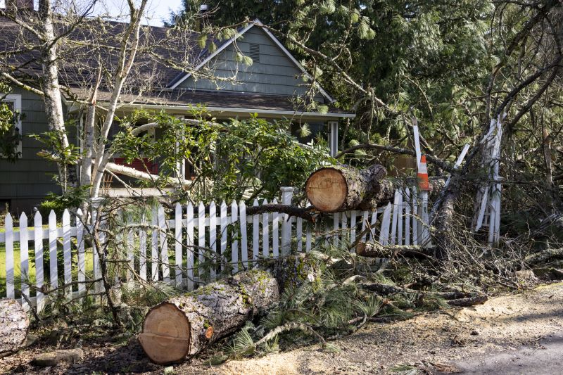 Spruce Tree Removal in Doylestown, PA