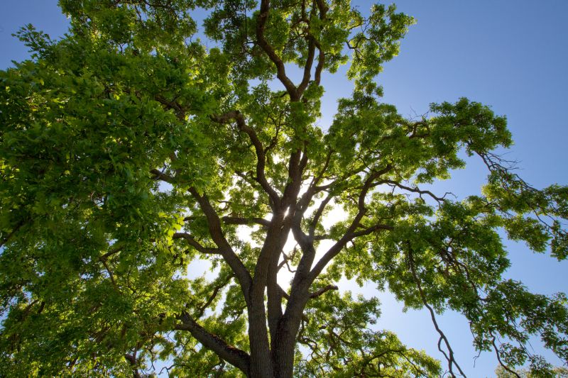 Tree Canopy Thinning in Allentown, PA