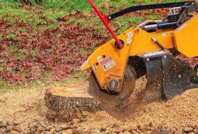 Tree Root Grinding in Calvert County, MD