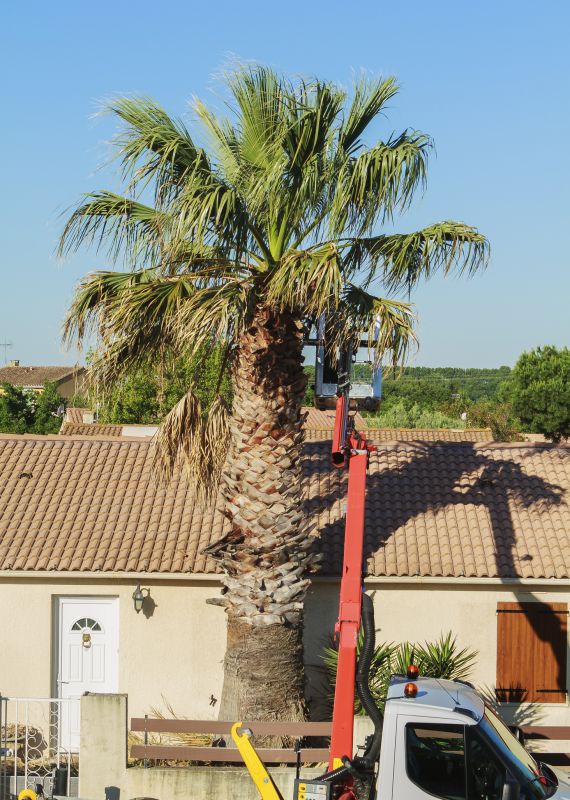 Tree Topping Service
