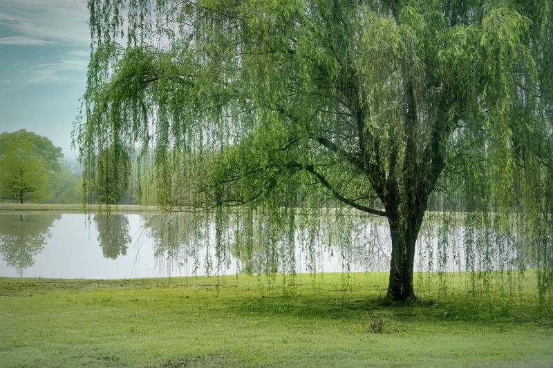 Willow Tree Removal in San Jose, CA
