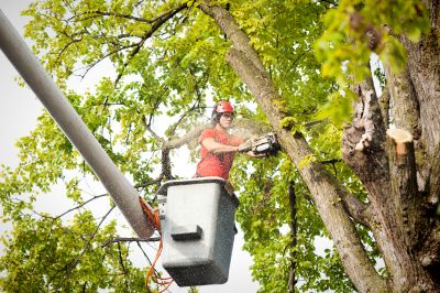 Maintain the Shape of the Tree with Tree Topping Service!