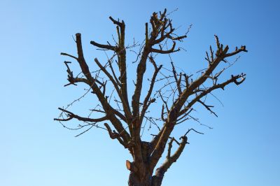 Remove the Upper Portions of the Tree!